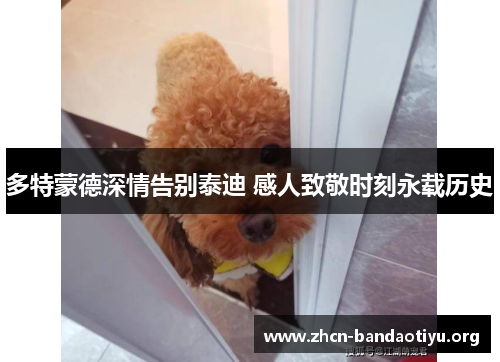 多特蒙德深情告别泰迪 感人致敬时刻永载历史 多特蒙德深情告别泰迪 感人致敬时刻永载历史